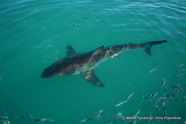 Great white shark, Gansbaai, South africa